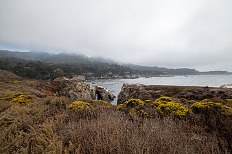 Misty Coastal Landscape with Yellow Wildflowers and Rocky Shore