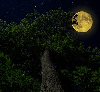 Full Moon Rising Over Dark Forest Treetops At Night