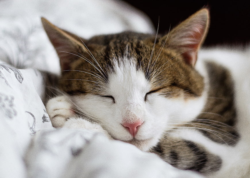 Sleeping Tabby and White Cat on Bedding