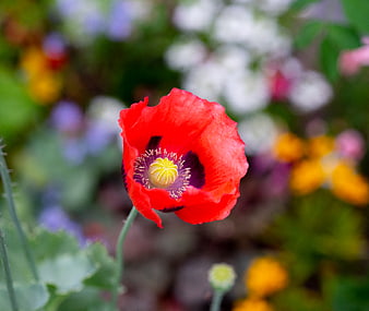 Vibrant Red Poppy Flower Close-Up in Garden
