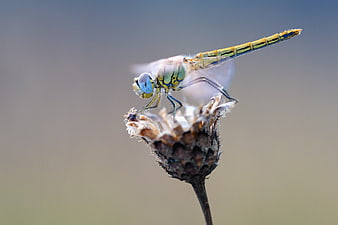 Close-up of a Blue Dragonfly on a Dried Flower Bud