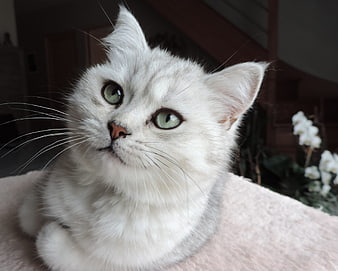 Cute white cat with green eyes looking up