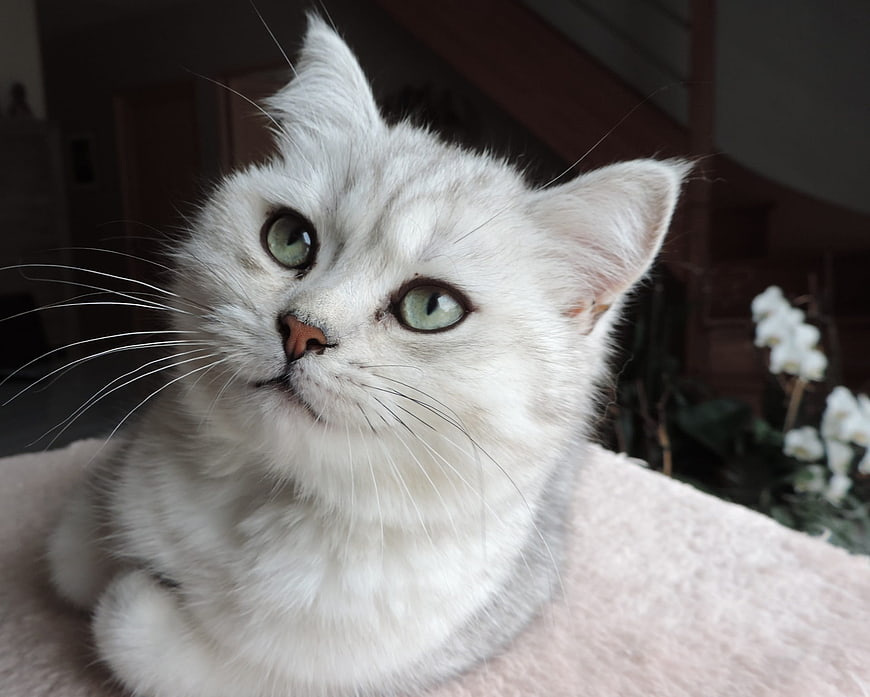 Cute white cat with green eyes looking up