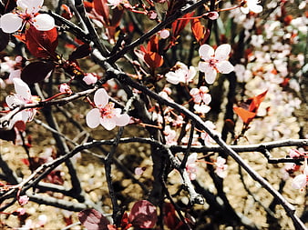 Close-up of blooming cherry blossoms on dark branches