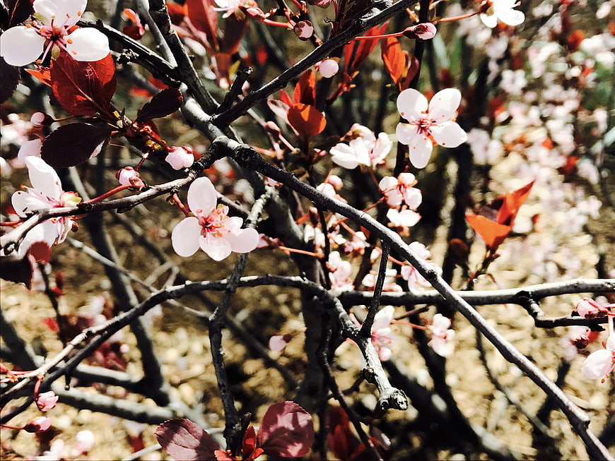 Close-up of blooming cherry blossoms on dark branches