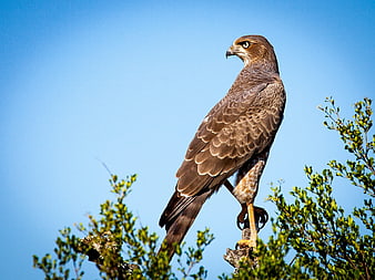 Red-shouldered Hawk Perched on Branch Against Blue Sky