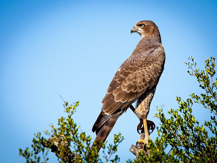 Red-shouldered Hawk Perched on Branch Against Blue Sky