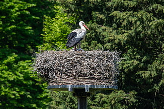 White Stork in Nest on Wooden Platform