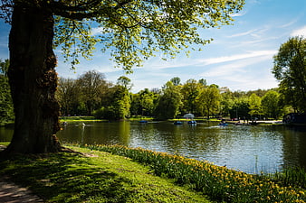 Sunny park lake with paddle boats and yellow daffodils