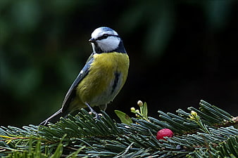 Eurasian Blue Tit Perched on Pine Branch