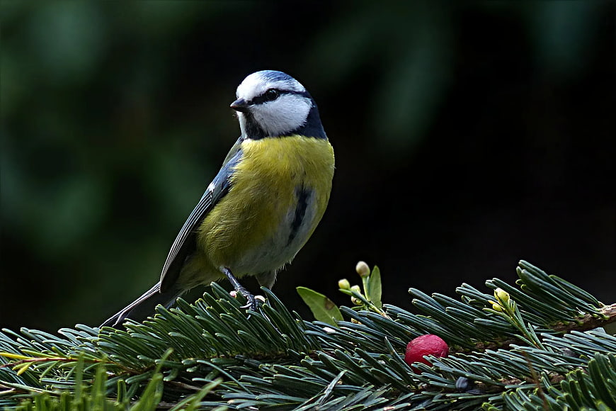 Eurasian Blue Tit Perched on Pine Branch