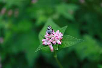 Close-up of a fly on a pink and white wildflower