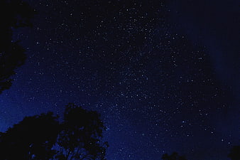 Starry Night Sky With Silhouetted Trees And Deep Blue Atmosphere