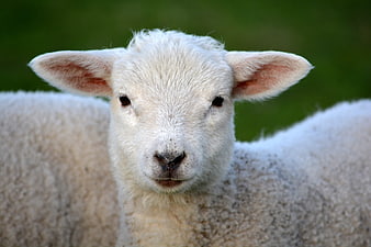 Close-up portrait of a cute white lamb looking at camera