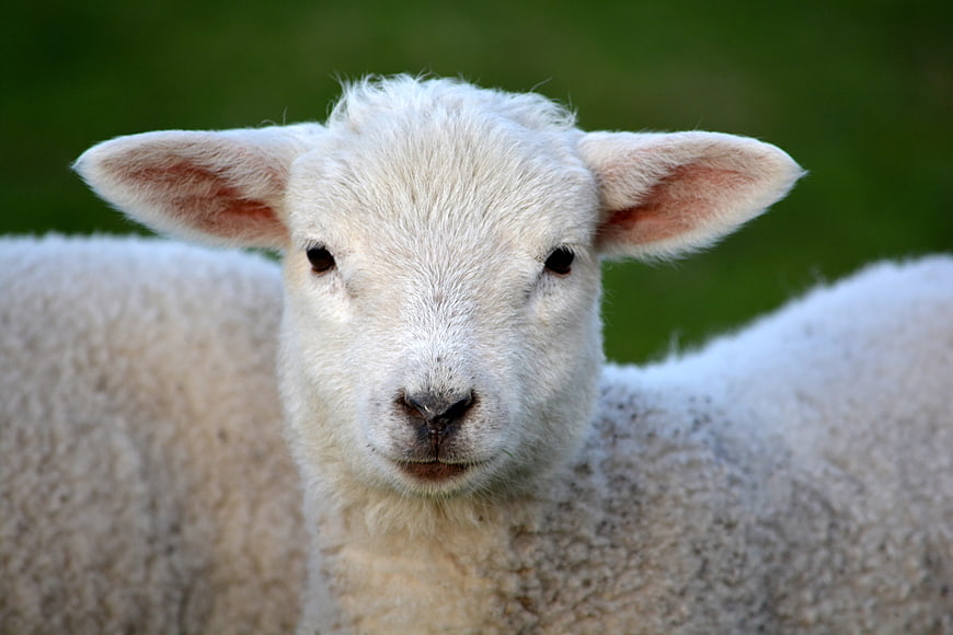 Close-up portrait of a cute white lamb looking at camera