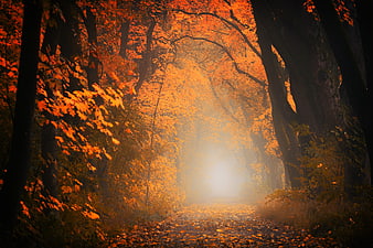 Misty Autumn Forest Path with Golden Orange Leaves