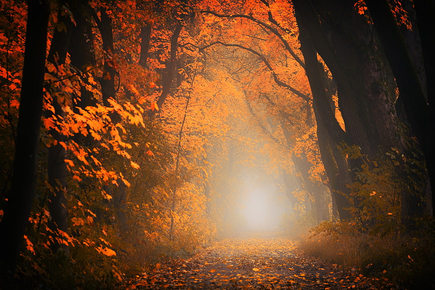 Misty Autumn Forest Path with Golden Orange Leaves