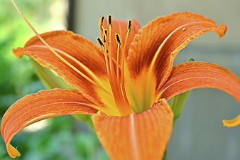 Close-up of vibrant orange daylily flower in garden