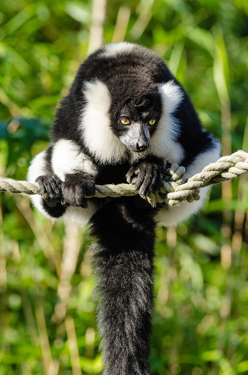 Black and White Lemur Clinging to Rope