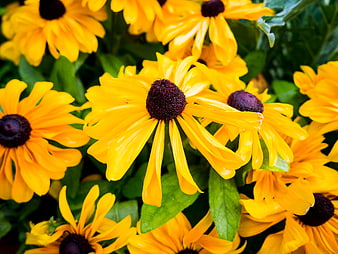 Vibrant yellow black-eyed susan flowers in a lush garden