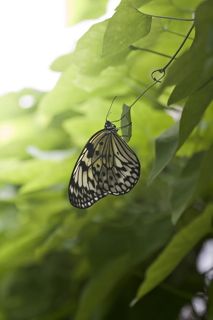 Black and white butterfly hanging on green leaf