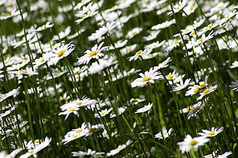 Field of white daisies with yellow centers in green grass