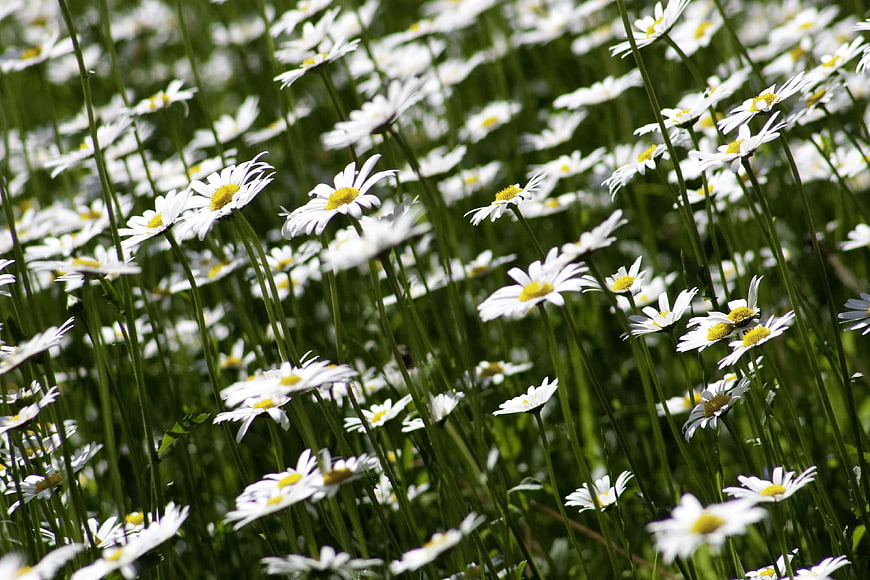 Field of white daisies with yellow centers in green grass