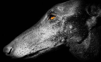 Close-up portrait of a Spanish Galgo dog with glowing amber eye