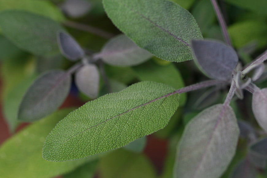 Close-up of fresh sage leaves with textured surface