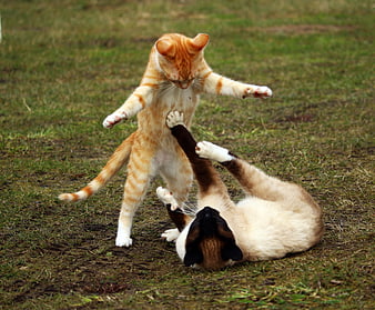 Two playful cats wrestling on green grass