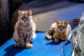 Two Tabby Cats Sitting on Blue Car Hood in Sunlight