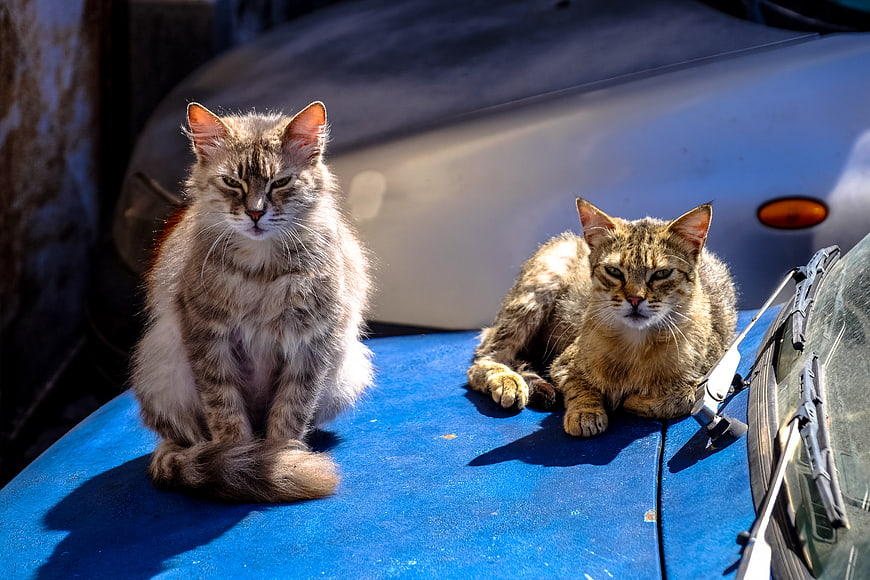 Two Tabby Cats Sitting on Blue Car Hood in Sunlight