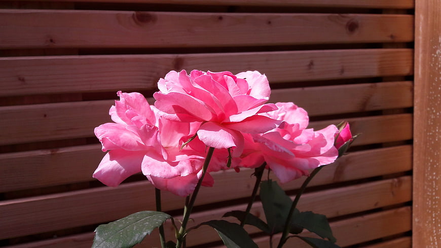 Pink Roses Against Wooden Fence Background