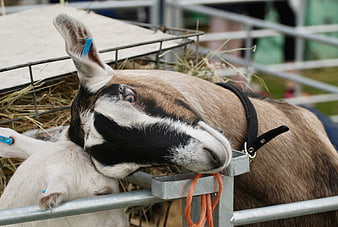 Cute brown and white goat resting head on metal fence