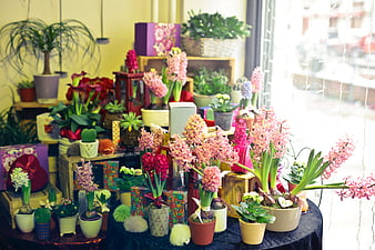 Colorful Hyacinth Flower Display in Boutique Shop Window