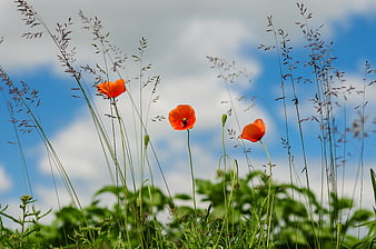 Vibrant red poppies in a meadow against a blue sky