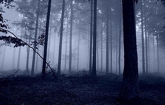 Mysterious Dark Forest with Foggy Trees at Night