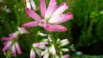 Close-up of pink and white heather flowers in a garden