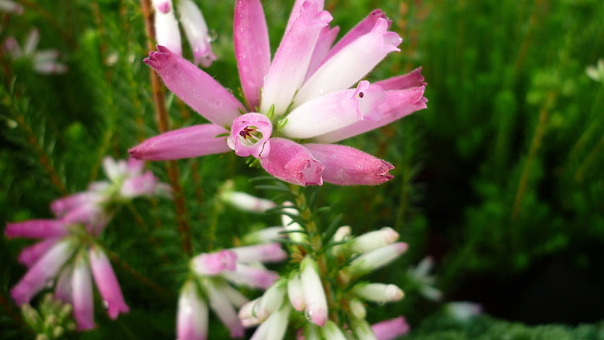 Close-up of pink and white heather flowers in a garden