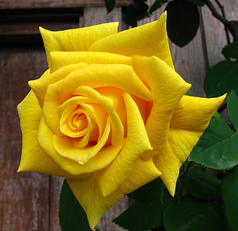 Close-up of a vibrant yellow rose with green leaves