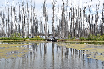 Dead trees reflected in swamp water with algae