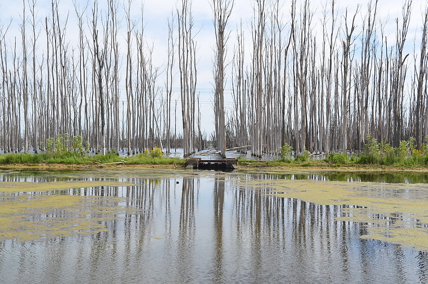 Dead trees reflected in swamp water with algae