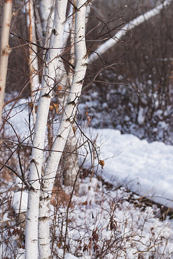 White Birch Trees in Snowy Winter Forest