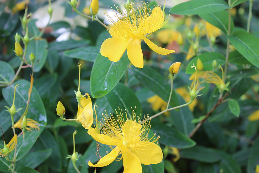 Close-up of vibrant yellow St. John's Wort flowers with green leaves