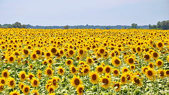 Vast Sunflower Field Landscape Under Blue Summer Sky