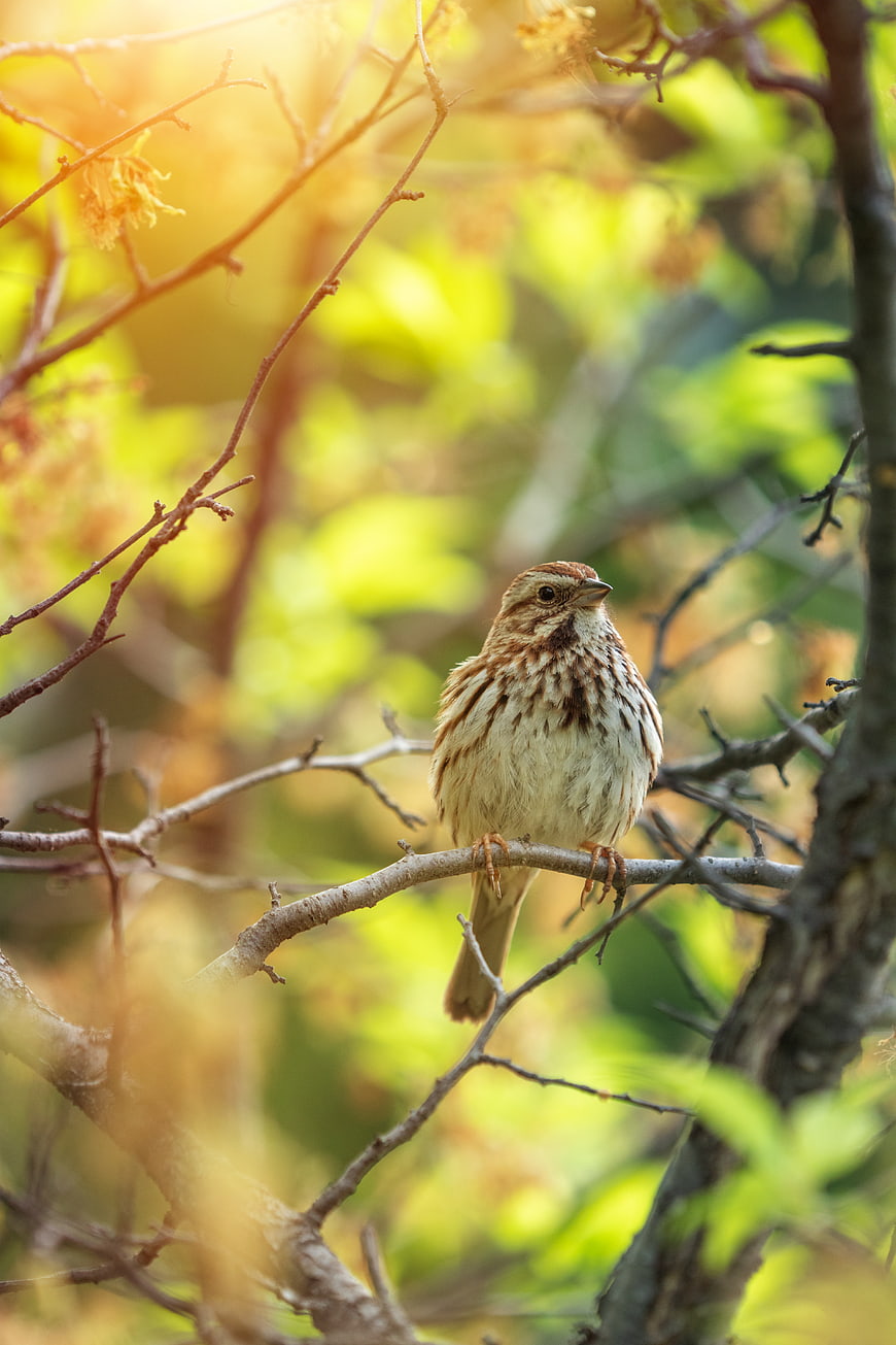 Small brown bird perched on branch in sunlight