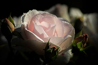Close-up of a pink rose with dewdrops on petals