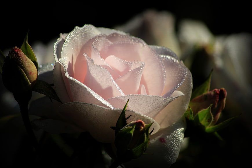Close-up of a pink rose with dewdrops on petals