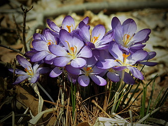 Purple Crocus Flowers Blooming in Early Spring