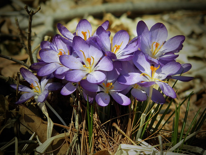 Purple Crocus Flowers Blooming in Early Spring